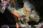 Weissband-Putzergarnele (Lysmata amboinensis) putzt Fahnenbarsche (Felidhu Atoll, Malediven, Indischer Ozean) - Pacific Cleaner Shrimp (Felidhe Atoll, Maldives, Indian Ocean)