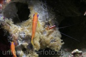 Weissband-Putzergarnele (Lysmata amboinensis) putzt Fahnenbarsche (Felidhu Atoll, Malediven, Indischer Ozean) - Pacific Cleaner Shrimp (Felidhe Atoll, Maldives, Indian Ocean)