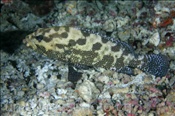 Getarnter Zackenbarsch (Epinephelus polyphekadion), (Felidhu Atoll, Malediven, Indischer Ozean) - Camouflage Grouper / Marbled Grouper (Felidhe Atoll, Maldives, Indian Ocean)