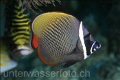 Halsband-Falterfisch (Chaetodon collare), (Felidhu Atoll, Malediven, Indischer Ozean) - Redtail Butterflyfish / Pakistan Butterflyfish (Felidhe Atoll, Maldives, Indian Ocean)