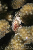 Orangefinger-Korallenkrabbe (Cymo barunae), (Felidhu Atoll, Malediven, Indischer Ozean) - Reef Crab (Felidhe Atoll, Maldives, Indian Ocean)
