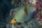 Gelbschwanz Drückerfisch (Balistapus undulatus), (Felidhu Atoll, Malediven, Indischer Ozean) - Orange-Striped Triggerfish (Felidhe Atoll, Maldives, Indian Ocean)