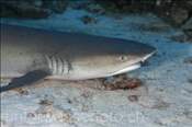 Weissspitzen Riffhai (Triaenodon obesus), (Felidhu Atoll, Malediven, Indischer Ozean) - Whitetip Reef Shark (Felidhe Atoll, Maldives, Indian Ocean)