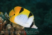 Keilfleck-Falterfisch / Indischer Doppelsattel-Falterfisch (Chaetodon falcula), (Felidhu Atoll, Malediven, Indischer Ozean) - Blackwedged Butterflyfish (Felidhe Atoll, Maldives, Indian Ocean)