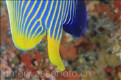 Imperator Kaiserfisch (Pomacanthus imperator), (Felidhu Atoll, Malediven, Indischer Ozean) - Emperor Angelfish (Felidhe Atoll, Maldives, Indian Ocean)