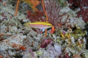 Zweipunktlippfisch (Bodianus bimaculatus), (Süd Male Atoll, Malediven, Indischer Ozean) - Twospot Hogfish / Twin-Spot Hogfish (South Male Atoll, Maldives, Indian Ocean)