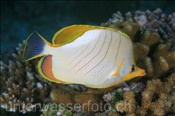 Gelbkopf-Falterfisch (Chaetodon xanthocephalus), (Felidhu Atoll, Malediven, Indischer Ozean) - Yellowhead Butterflyfish (Felidhe Atoll, Maldives, Indian Ocean)