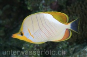 Gelbkopf-Falterfisch (Chaetodon xanthocephalus), (Felidhu Atoll, Malediven, Indischer Ozean) - Yellowhead Butterflyfish (Felidhe Atoll, Maldives, Indian Ocean)