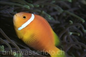 Malediven-Anemonenfisch (Amphiprion nigripes), (Felidhu Atoll, Malediven, Indischer Ozean) - Maldive Anemonefish (Felidhe Atoll, Maldives, Indian Ocean)