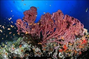 Farbenprächtiges Korallenriff der Malediven (Felidhu Atoll, Malediven, Indischer Ozean) - Beautyful coral reef of the maldives (Felidhe Atoll, Maldives, Indian Ocean)