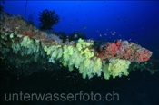 Farbenprächtiges Korallenriff der Malediven (Meemu Atoll, Malediven, Indischer Ozean) - Beautyful coral reef of the maldives (Mulaku Atoll, Maldives, Indian Ocean)