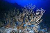 Korkengorgonie (Subergorgia suberosa), (Meemu Atoll, Malediven, Indischer Ozean) - Gorgonian (Mulaku Atoll, Maldives, Indian Ocean)
