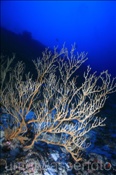 Korkengorgonie (Subergorgia suberosa), (Meemu Atoll, Malediven, Indischer Ozean) - Gorgonian (Mulaku Atoll, Maldives, Indian Ocean)