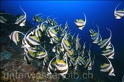 Schwarm-Wimpelfische (Heniochus diphreutes) am Aussenriff des Atolls (Meemu Atoll, Malediven, Indischer Ozean) - Longfin Bannerfish / False Moorish Idol (Mulaku Atoll, Maldives, Indian Ocean)