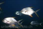 Stumpfnasen Makrelen (Trachinotus blochii), (Meemu Atoll, Malediven, Indischer Ozean) - Snubnose Pompano (Mulaku Atoll, Maldives, Indian Ocean)