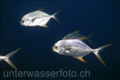 Stumpfnasen Makrelen (Trachinotus blochii), (Meemu Atoll, Malediven, Indischer Ozean) - Snubnose Pompano (Mulaku Atoll, Maldives, Indian Ocean)