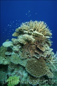 Korallenriff der Malediven (Meemu Atoll, Malediven, Indischer Ozean) - Coral reef of the maldives (Mulaku Atoll, Maldives, Indian Ocean)