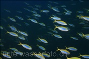 Gelbrücken-Füsiliere (Caesio xanthonota) bilden einen Schwarm (Meemu Atoll, Malediven, Indischer Ozean) - Yellowback Fusilier (Mulaku Atoll, Maldives, Indian Ocean)