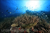 Korallenriff der Malediven (Meemu Atoll, Malediven, Indischer Ozean) - Coral reef of the maldives (Mulaku Atoll, Maldives, Indian Ocean)