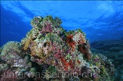 Grüne Riffseescheiden (Didemnum molle) auf abgestorbener Koralle (Meemu Atoll, Malediven, Indischer Ozean) - Molle Sea Squirt (Mulaku Atoll, Maldives, Indian Ocean)