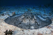 Schwarzpunkt Stechrochen (Taeniura meyeni), (Nord Nilande Atoll, Malediven, Indischer Ozean) - Blotched Stingray / Round Ribbontail Ray (North Nilandhe Atoll, Maldives, Indian Ocean)