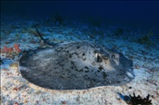Schwarzpunkt Stechrochen (Taeniura meyeni), (Nord Nilande Atoll, Malediven, Indischer Ozean) - Blotched Stingray / Round Ribbontail Ray (North Nilandhe Atoll, Maldives, Indian Ocean)