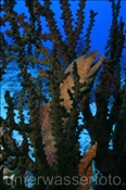 Gelbgefleckte Muräne / Russkopfmuräne (Gymnothorax flavimarginatus) in schwarzer Kelchkoralle (Nord Nilande Atoll, Malediven, Indischer Ozean) - Yellow-edged Moray / Yellow-margin Moray (North Nilandhe Atoll, Maldives, Indian Ocean)