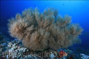 Schwarze Koralle / Fieder-Koralle (Antipathes dichotoma), (Ari Atoll, Malediven, Indischer Ozean) - Black Coral (Ari Atoll, Maldives, Indian Ocean)