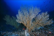Korkengorgonie (Subergorgia suberosa), (Ari Atoll, Malediven, Indischer Ozean) - Gorgonian (Ari Atoll, Maldives, Indian Ocean)