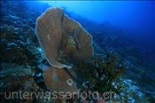 Die Platten-Salatkoralle / Kelchkoralle (Turbinaria mesenterina) kann grosse Korallenstöcke bilden (Ari Atoll, Malediven, Indischer Ozean) - Hard Coral (Ari Atoll, Maldives, Indian Ocean)