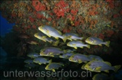 Orient Süsslippen (Plectorhinchus orientalis) unter einem Riffüberhang (Ari Atoll, Malediven, Indischer Ozean) - Oriental Sweetlips (Ari Atoll, Maldives, Indian Ocean)