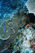 Orient Süsslippen (Plectorhinchus orientalis) über einer Tischkoralle (Ari Atoll, Malediven, Indischer Ozean) - Oriental Sweetlips (Ari Atoll, Maldives, Indian Ocean)