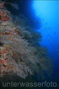 Farbenprächtiges Korallenriff der Malediven (Ari Atoll, Malediven, Indischer Ozean) - Beautyful coral reef of the maldives (Ari Atoll, Maldives, Indian Ocean)