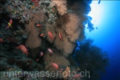 Farbenprächtiges Korallenriff der Malediven (Ari Atoll, Malediven, Indischer Ozean) - Beautyful coral reef of the maldives (Ari Atoll, Maldives, Indian Ocean)