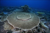 Korallenriff der Malediven (Ari Atoll, Malediven, Indischer Ozean) - Coral reef of the maldives (Ari Atoll, Maldives, Indian Ocean)