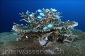 Grüne Schwalbenschwänze (Chromis viridris) verstecken sich in einer Koralle (Ari Atoll, Malediven, Indischer Ozean) - Blue Green Damselfish (Ari Atoll, Maldives, Indian Ocean)
