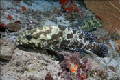Getarnter Zackenbarsch (Epinephelus polyphekadion), (Ari Atoll, Malediven, Indischer Ozean) - Camouflage Grouper / Marbled Grouper  (Ari Atoll, Maldives, Indian Ocean)