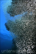 Glasfische (Parapriacanthus ransonneti) bilden einen Schwarm am Riff (Ari Atoll, Malediven, Indischer Ozean) - Pigmy Sweeper (Ari Atoll, Maldives, Indian Ocean)