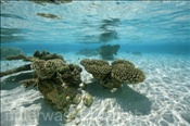 Lagune mit Steinkorallen (Ari Atoll, Malediven, Indischer Ozean) - Lagoon with stony corals (Ari Atoll, Maldives, Indian Ocean)