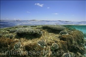 Halb/Halb-Foto einer Lagune mit Steinkorallen (Ari Atoll, Malediven, Indischer Ozean) - Split-image of Lagoon with stony corals (Ari Atoll, Maldives, Indian Ocean)