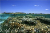 Halb/Halb-Foto einer Lagune mit Steinkorallen (Ari Atoll, Malediven, Indischer Ozean) - Split-image of Lagoon with stony corals (Ari Atoll, Maldives, Indian Ocean)