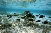 Lagune mit Doktorfischen (Ari Atoll, Malediven, Indischer Ozean) - Lagoon with surgeonfish (Ari Atoll, Maldives, Indian Ocean)