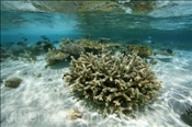 Lagune mit Steinkorallen (Ari Atoll, Malediven, Indischer Ozean) - Lagoon with stony corals (Ari Atoll, Maldives, Indian Ocean)