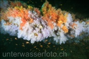 Korallenriff mit Weichkorallen in zwei Farben (Ari Atoll, Malediven, Indischer Ozean) - Coral reef with colored soft corals (Ari Atoll, Maldives, Indian Ocean)