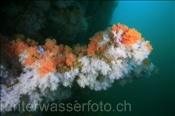 Korallenriff mit Weichkorallen in zwei Farben (Ari Atoll, Malediven, Indischer Ozean) - Coral reef with colored soft corals (Ari Atoll, Maldives, Indian Ocean)