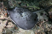 Schwarzpunkt Stechrochen (Taeniura meyeni), (Ari Atoll, Malediven, Indischer Ozean) - Blotched Stingray / Round Ribbontail Ray (Ari Atoll, Maldives, Indian Ocean)