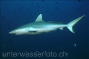 Ein Grauer Riffhai (Carcharhinus amblyrhynchos) patrouliert entlang des Riffs (Ari Atoll, Malediven, Indischer Ozean) - Grey Reef Shark (Ari Atol, Maldives, Indian Ocean)