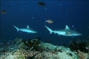 Graue Riffhaie (Carcharhinus amblyrhynchos) patroulieren entlang des Riffs (Ari Atoll, Malediven, Indischer Ozean) - Grey Reef Shark (Ari Atol, Maldives, Indian Ocean)