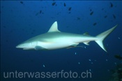 Ein Grauer Riffhai (Carcharhinus amblyrhynchos) patrouliert entlang des Riffs (Ari Atoll, Malediven, Indischer Ozean) - Grey Reef Shark (Ari Atol, Maldives, Indian Ocean)