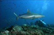 Taucher fotografieren einen Graue Riffhai (Carcharhinus amblyrhynchos) , (Ari Atoll, Malediven, Indischer Ozean) - Grey Reef Shark and photographers (Ari Atol, Maldives, Indian Ocean)